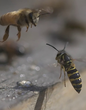 Bees and Wasps sounds ~ Sboard.pro Screenshot 0