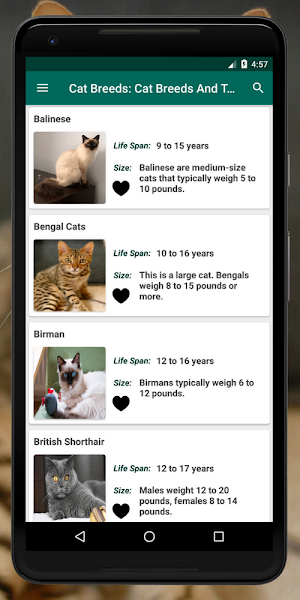 Cat Breed: Somali, Rex, burmese, mountain cat info Screenshot 1