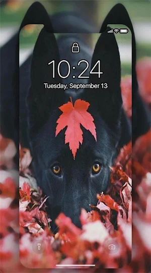 cute Dogs Live Wallpapers 4K Screenshot 1