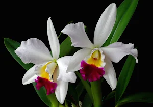 Orchid Wallpaper HD Screenshot 3