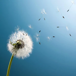 Wallpapers for Sony Xperia Z5,Z4,Z3,Z2,Z1 Screenshot 3
