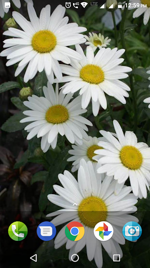 Daisy Wallpapers Screenshot 2