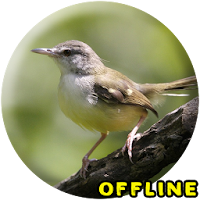 Suara Burung Prenjak MP3