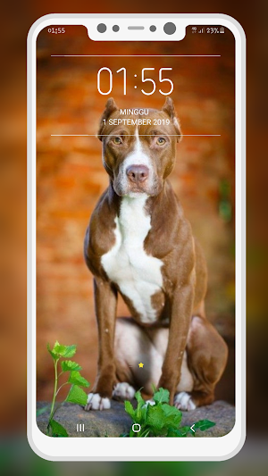 Pitbull Wallpaper Screenshot 1