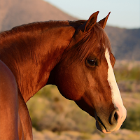 Horse Sounds