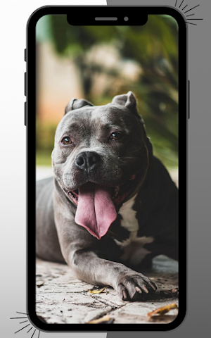 Pitbull Wallpaper Screenshot 0
