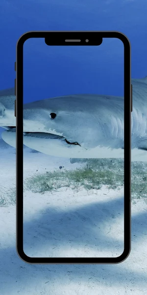 Wallpaper Shark Fish Screenshot 3