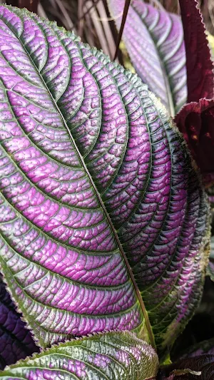 Persian Shield Wallpapers Screenshot 3