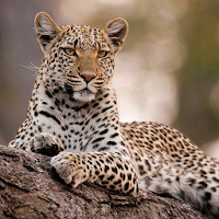 Wildlife Animals Wallpaper