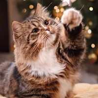 Cats 4K Wallpaper