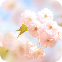 Sakura Flower Live Wallpaper