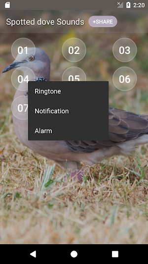 Spotted dove sound Screenshot 2