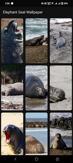 Elephant Seal Wallpaper Screenshot 2
