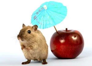 Hamster wallpapers Screenshot 0