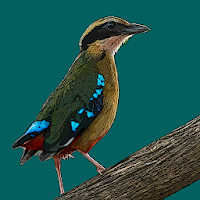Birds of Zambia