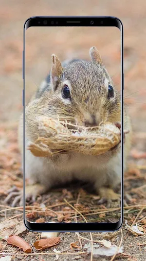 Chipmunk Wallpapers Screenshot 1