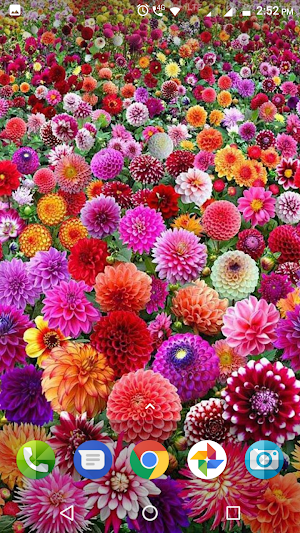 Dahlia Flower Wallpaper Hd Screenshot 3