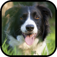 Border Collie Wallpapers