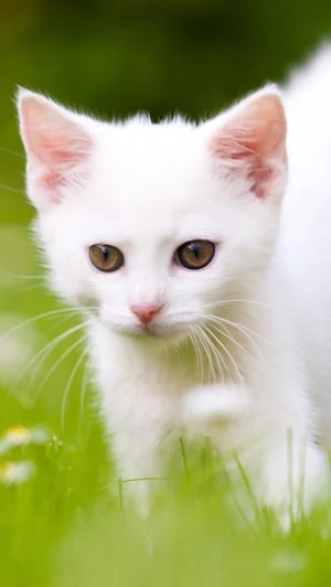 Cute Cat Wallpaper Screenshot 2