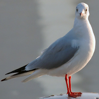 Gull Backgrounds