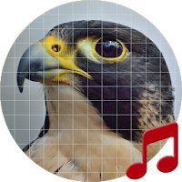 Peregrine Falcon Sounds ~ Sboard.pro