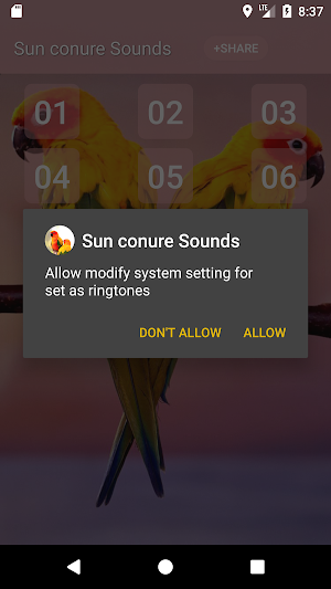 Sun conure bird sounds Screenshot 2
