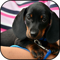 Dachshund wallpapers