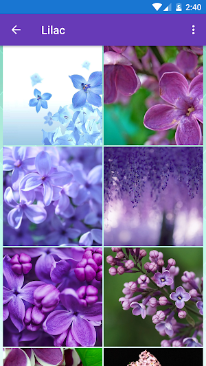 Cactus, Iris, Lavender, Lilac  Screenshot 0
