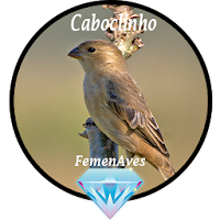 Canto Fêmea de Caboclinho