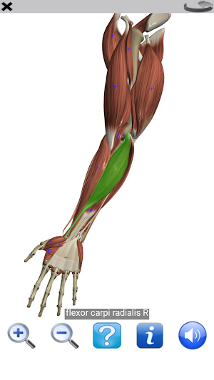 Visual Anatomy Free Screenshot 2