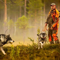 Husky Dogs Wallpapers 4K