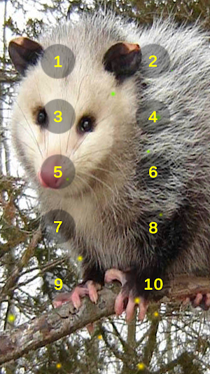 Possum Growl Sounds Of Possums Screenshot 2
