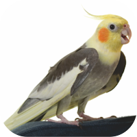 Cockatiel Sounds Offline Mp3