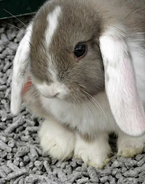 Cute rabbits wallpapers Screenshot 1