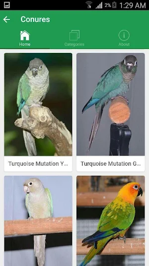 SGS Birds - Shukavana Screenshot 1
