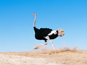 Ostrich Wallpaper HD Screenshot 1
