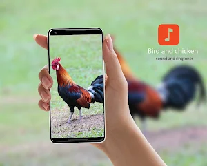 Bird and chicken sounds Screenshot 0