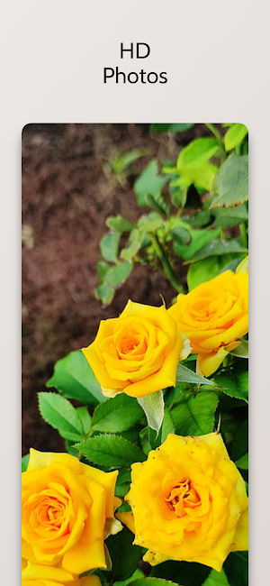 Yellow Flower Wallpapers HD Screenshot 2