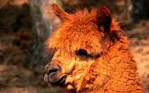 Alpaca Wallpapers Screenshot 3