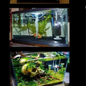 ornamental fish aquarium design Screenshot 2