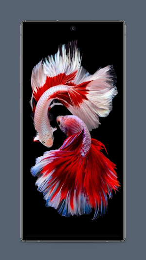 Koi Fish Wallpaper Screenshot 3