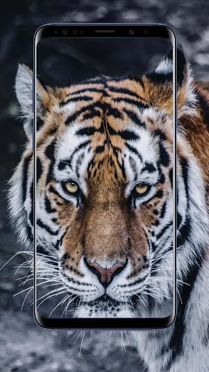 Tiger Wallpapers Screenshot 1
