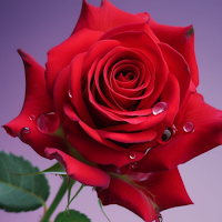 Flower Wallpapers HD 2024