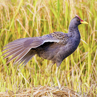 Watercock Sounds