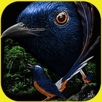 Murai Bird Wallpapers