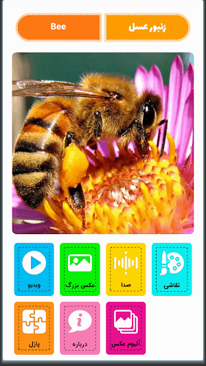 آقای قوقولی انگلیسی Screenshot 1