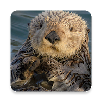 Sea Otter Sound Collections ~ Sclip.app