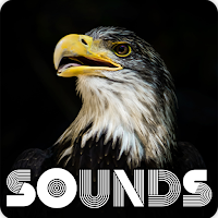 Bald Eagle Sound Ringtones