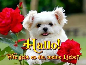 Hallo! Screenshot 3