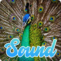 Peacock Sounds Effect